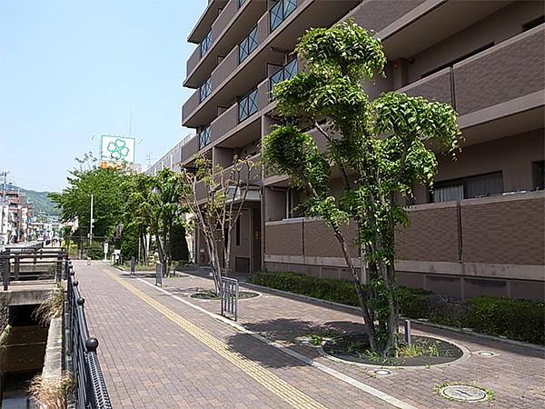 【周辺】前面道路には街路樹が植えられ、整備された歩道になっております。