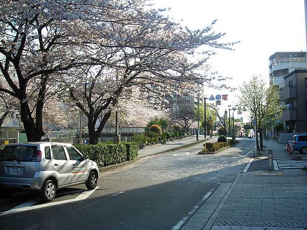 【周辺】建物前面道路　桜並木 1m