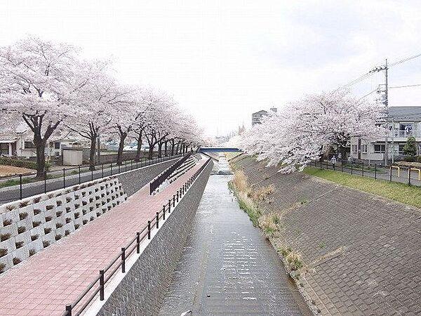 【周辺】乞田川の桜並木 10m