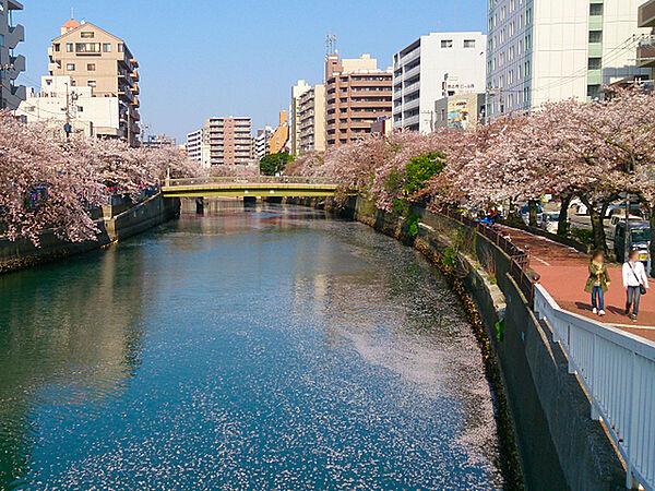 【周辺】大岡川（白金橋から）まで1035m、大岡川沿いは桜並木になっていて花見の名所として知られています