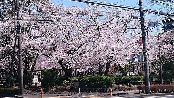 【周辺】桐原公園まで515m、多数の遊具や多目的グラウンドを有る桜のきれいな大型公園
