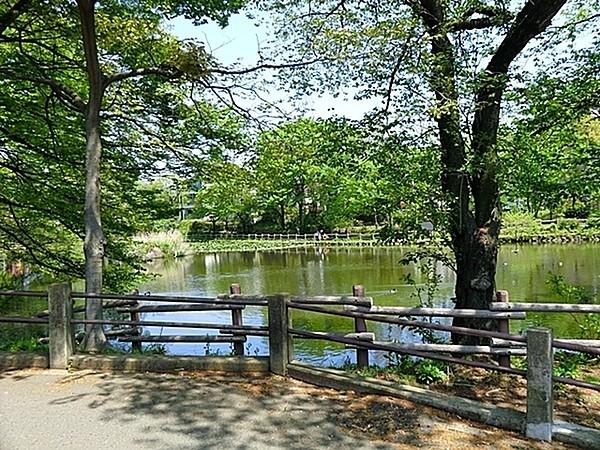 【周辺】菊名池公園まで1320m、妙蓮寺駅徒歩5分。蓮の浮いた大きな池、広場、そして夏季にはプールもオープンします。ブランコ・すべり台などもあります。