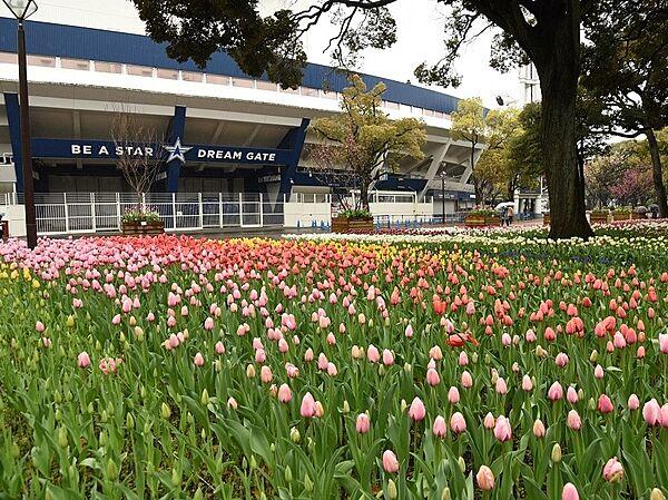 【周辺】横浜公園　400m　ベイスターズの本拠地横浜スタジアムがあります。園内はチューリップが季節になると綺麗に咲き誇ります。 